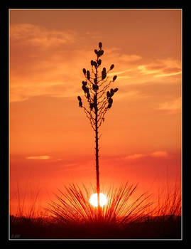 Yucca Sunset III