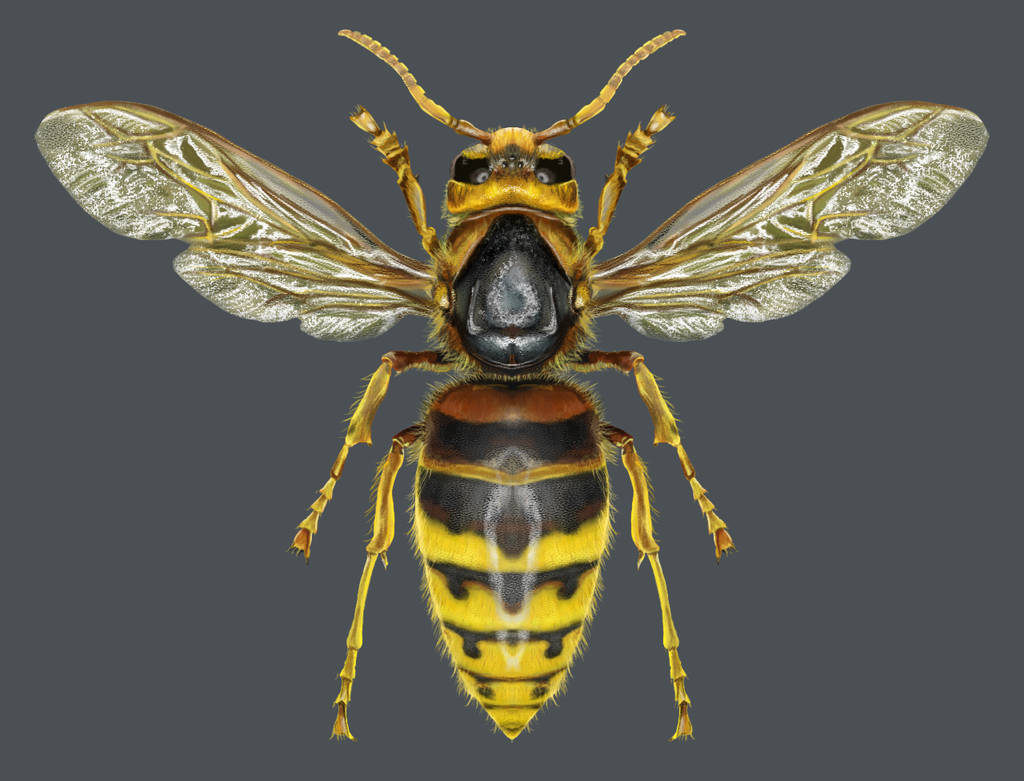 European hornet (Vespa crabro) by Azgelion on DeviantArt