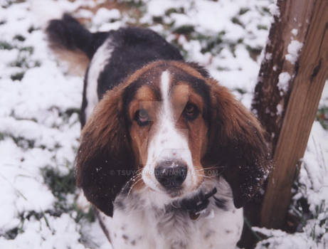 Snow Dog