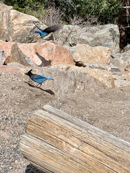 blue jay colorado