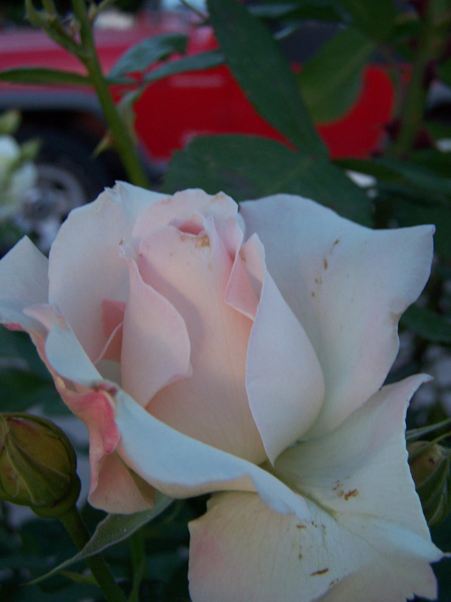 White Rosebud