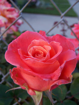 Pink-Orange Rosebud