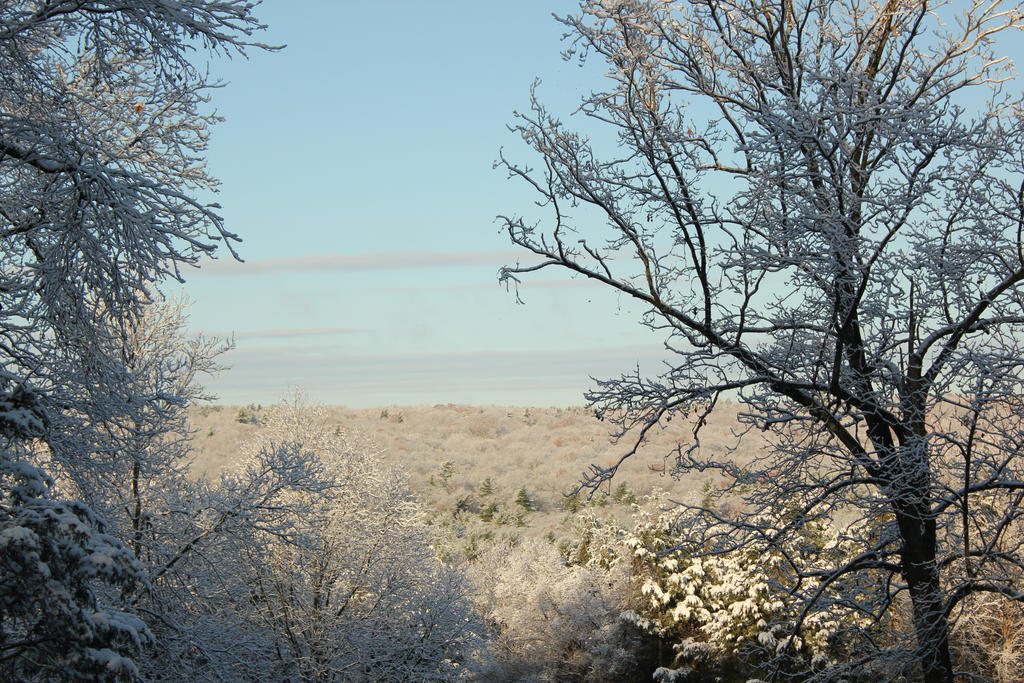 My backyard 2 by Kimicat1