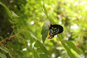 Colorful Butterfly