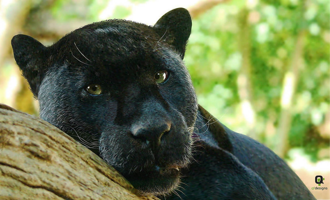 Black Panther by frankwyte81 Black Panther by frankwyte81