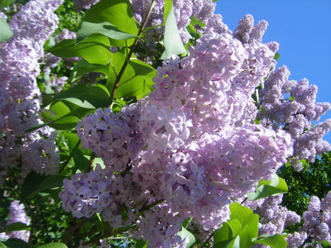 Lilacs