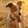 Give Poppy a Home - Pepi's Dog Refuge, Spain