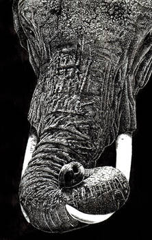 Stipple Elephant