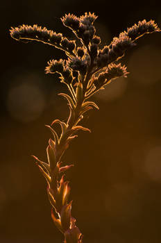 gone to seed