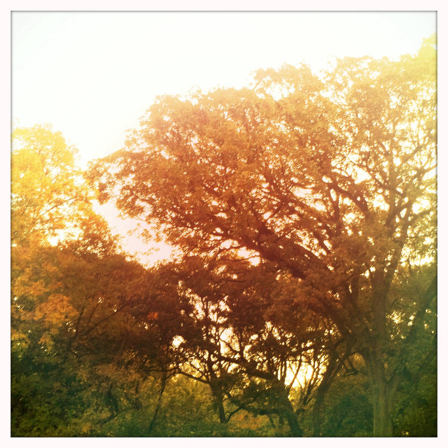Fading Tree Fading trees by 2000man on DeviantArt