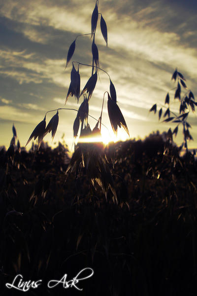 Oats by night