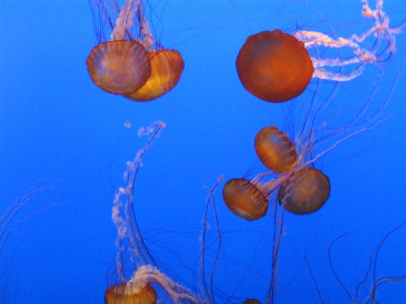 Jellyfishes