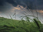 barley by Floridel