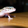 Sky the Leopard Gecko