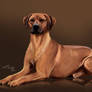 Rhodesian ridgeback