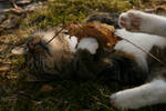 Spring is for everyone. by elisesophie