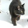 Artemis in snow day 2 12