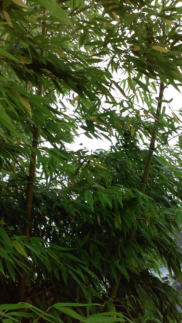 bamboo trees