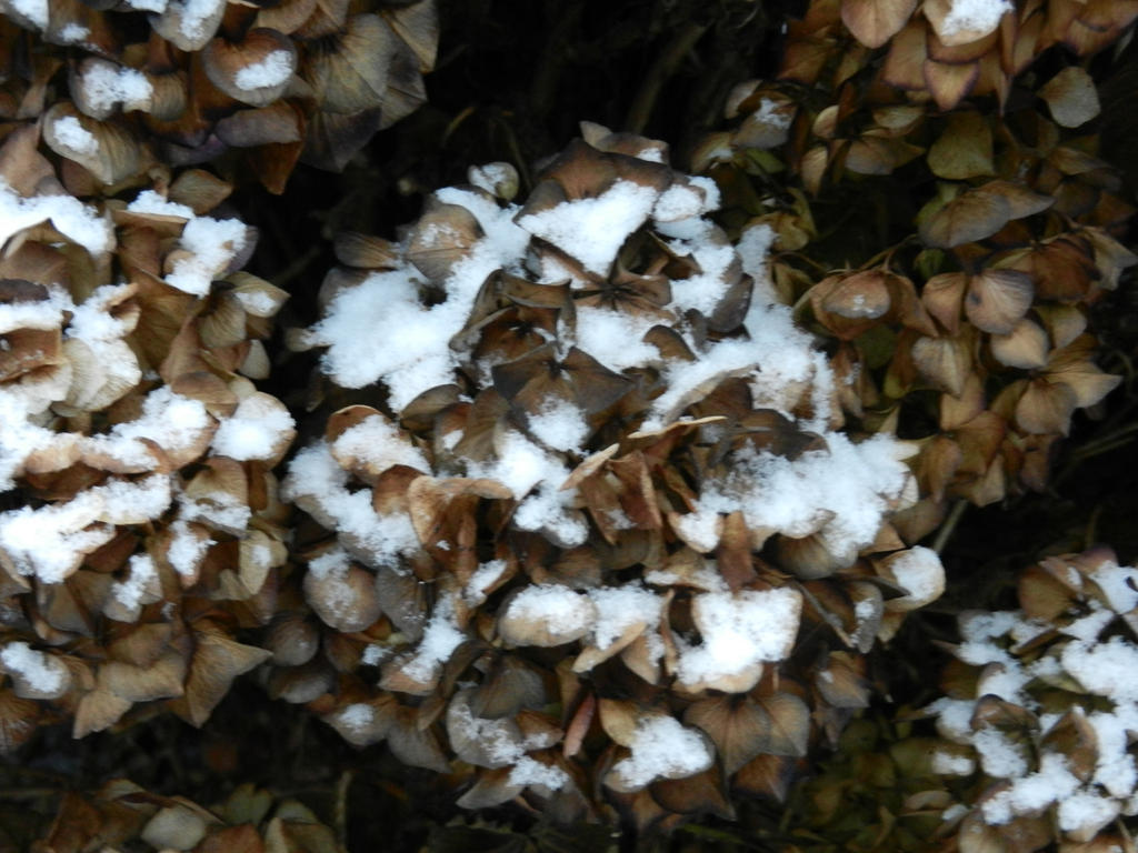 December Hydrangeas 3