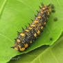 Dainty Swallowtail - Caterpillar