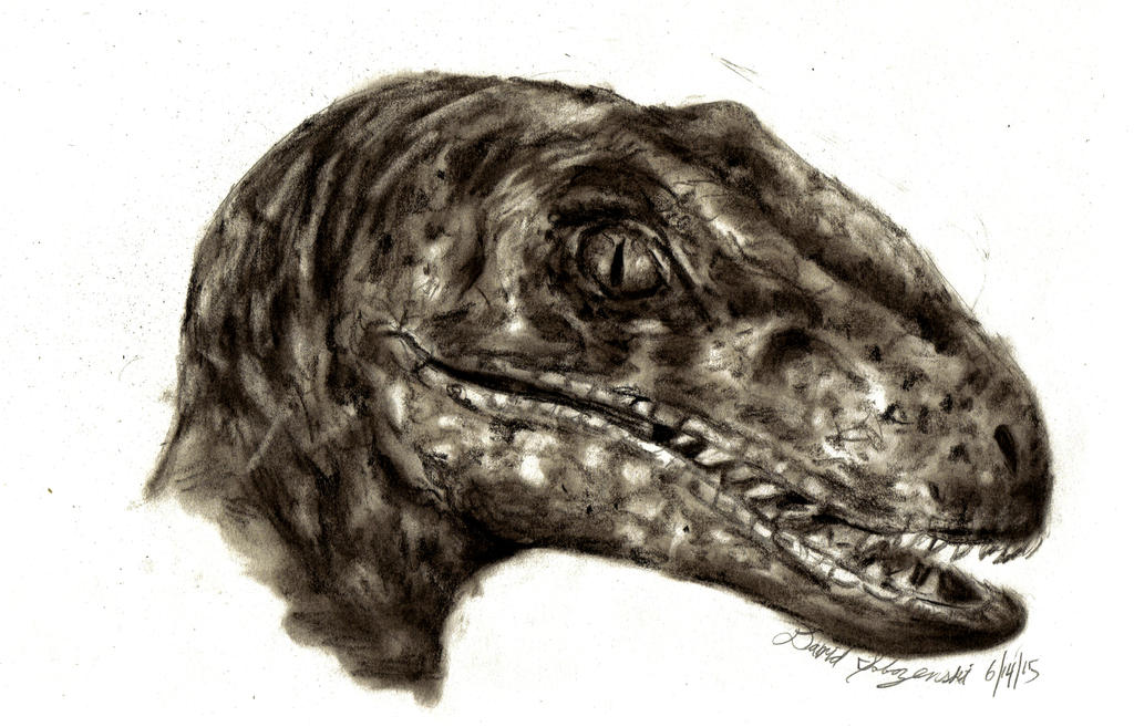 Jurassic Park - Raptor Charcoal Drawing by davidsobo on DeviantArt