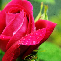 Rain Drops on a Rose