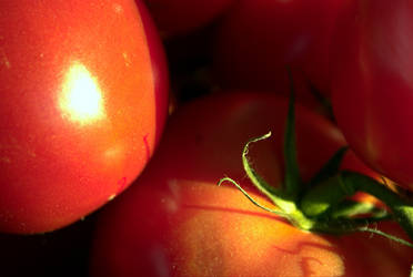 Tomatoes