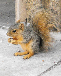 Baby Squirrel