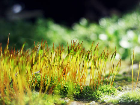 Moss 2