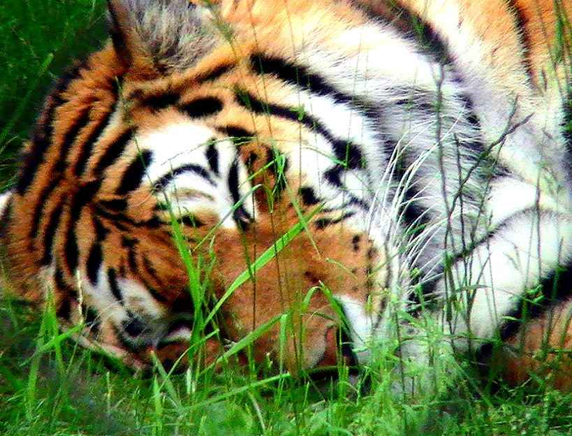 Sleeping Tiger