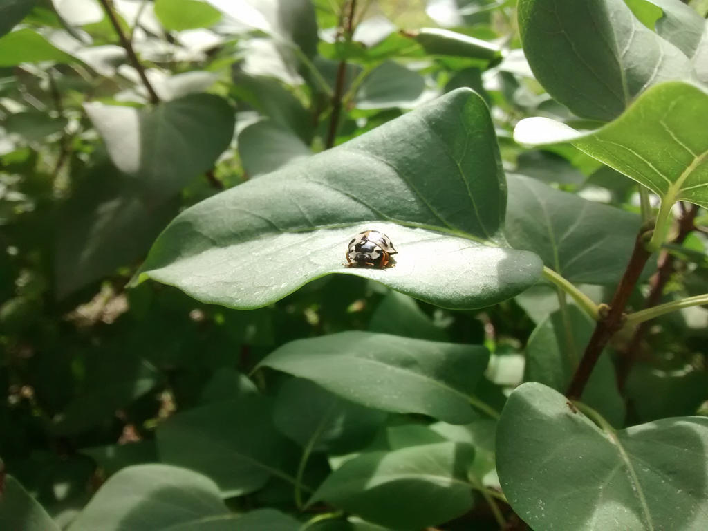 White Ladybug 5 by maxjwolf-stock on DeviantArt