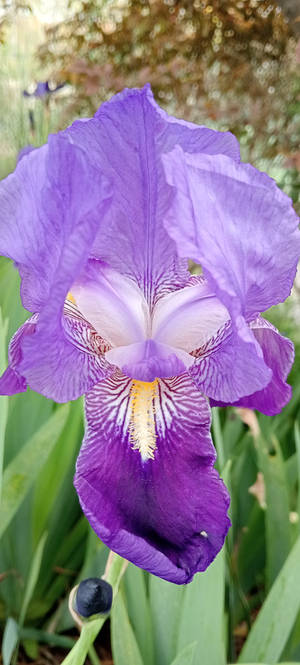 iris