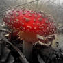 Toadstool