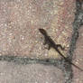 Lizard