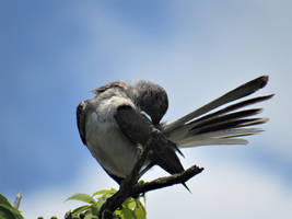 Preening Mocking Bird