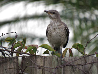 Speckled mocking bird