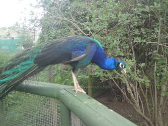 Colourful Peacock