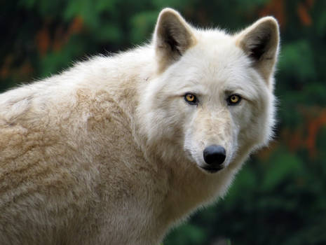 White Wolf