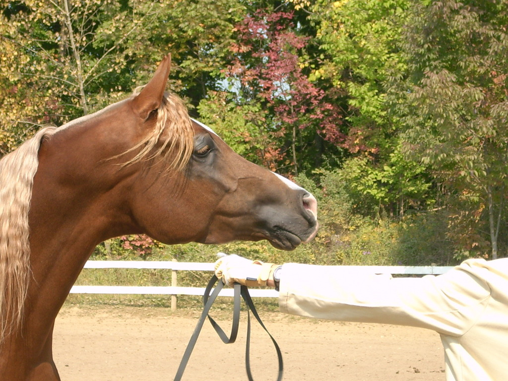 Arabian Halter Revomed