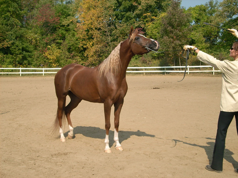 Arabian horse 2