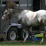 Appaloosa 2