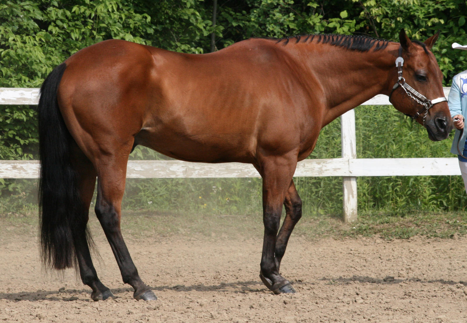 Quarter Horse 48