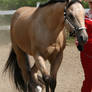 Quarter Horse 71