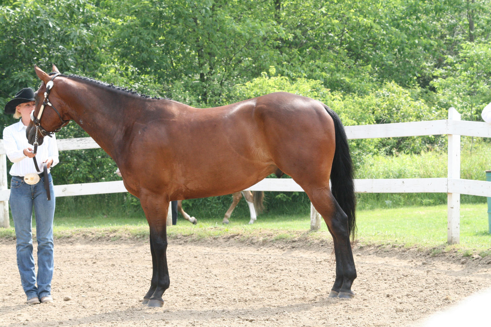 CPO Appaloosa