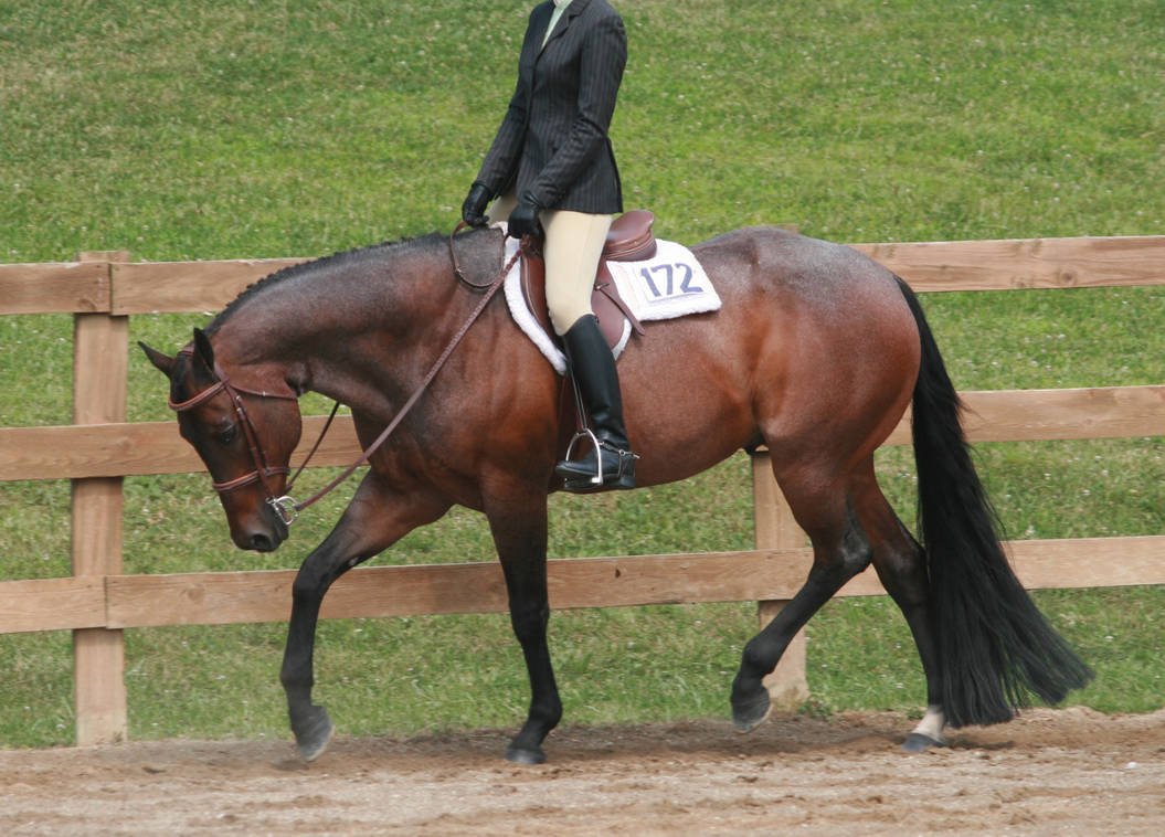 English Rid8ng English Riding 36 by FantasyDesignStock on DeviantArt