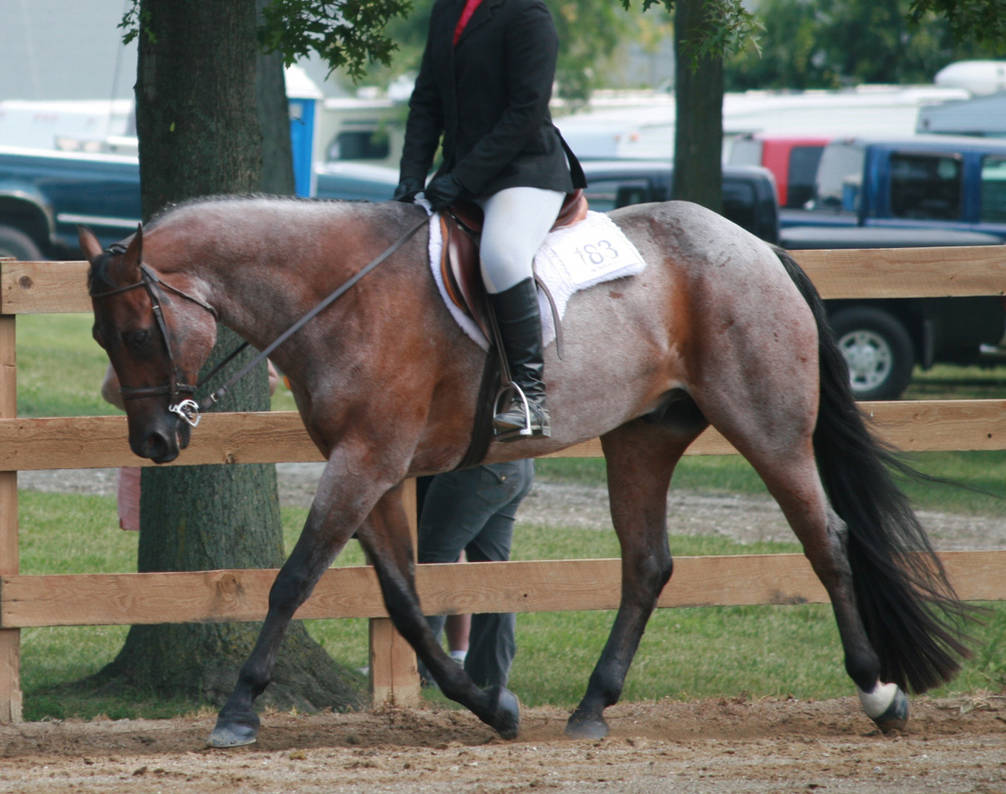 English Ridingf English Riding 38 by FantasyDesignStock on DeviantArt