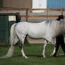 Gaited Horse 137