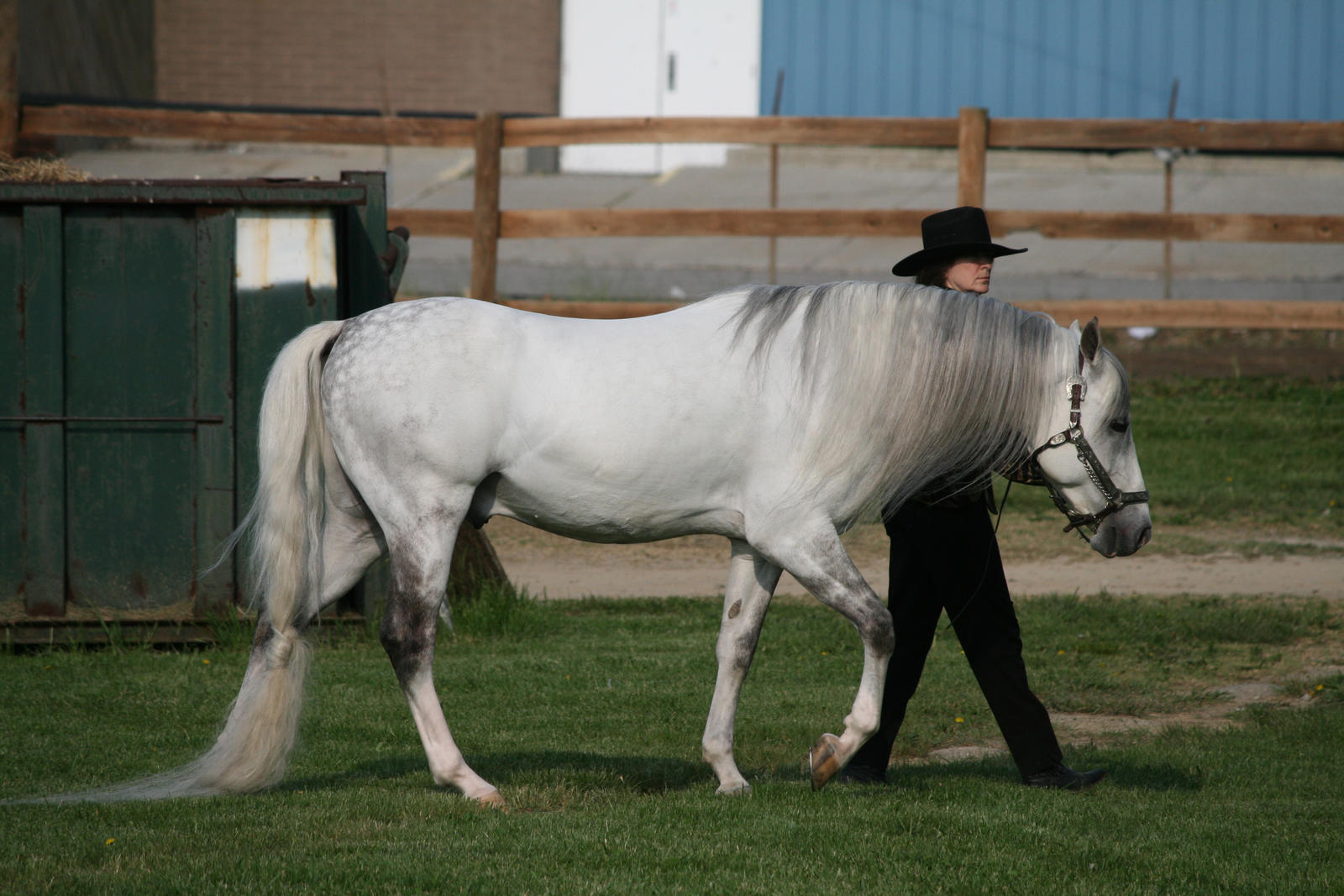 Gaited Horse 137