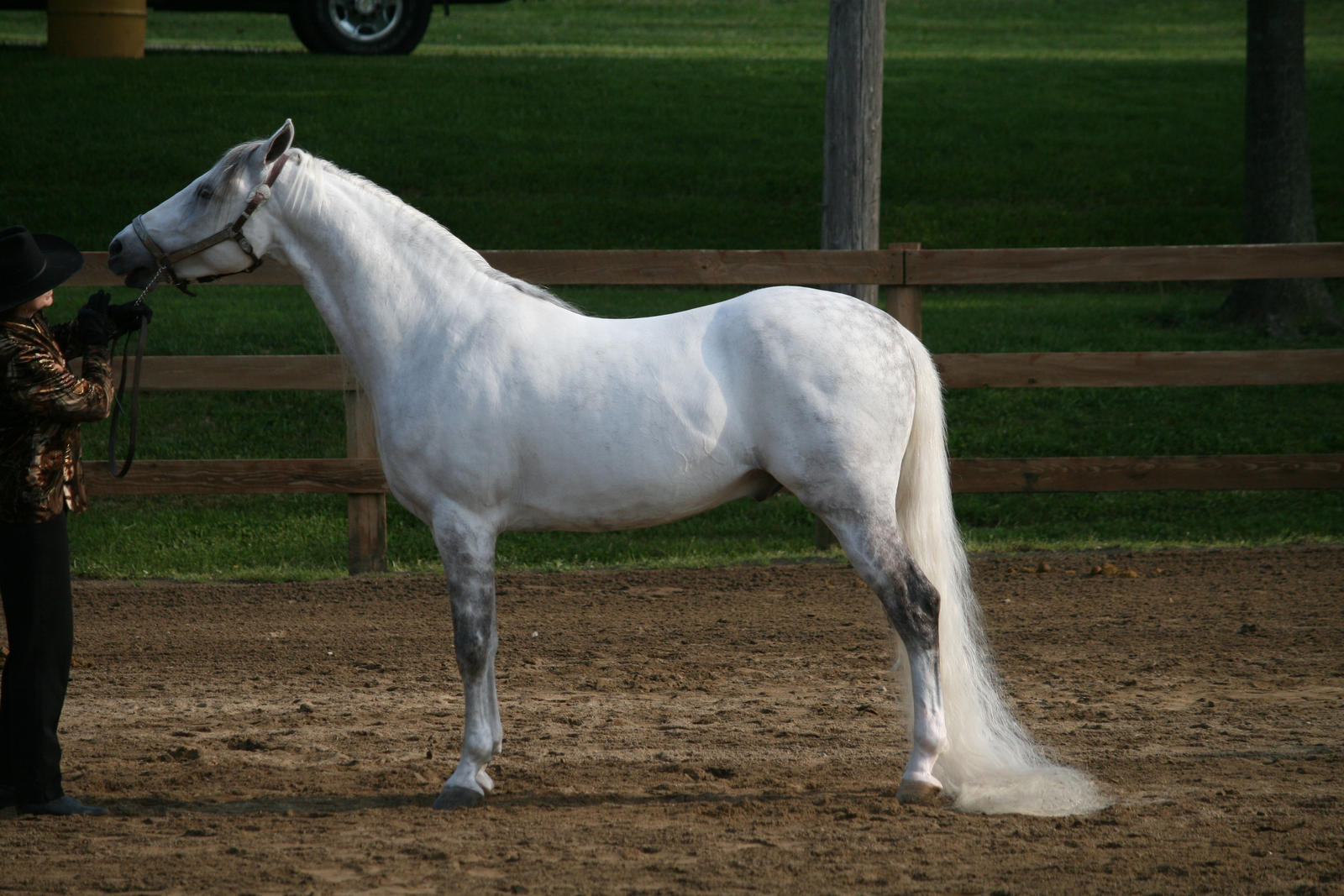 Gaited Horse 160