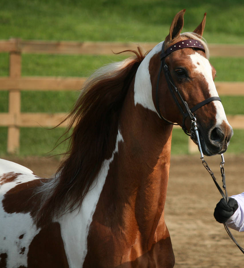 Американская верховая. Американская верховая сэддлбред. Американская верховая лошадь (сэддлбред). Saddlebred лошадь. Лошадь породы Пинто.